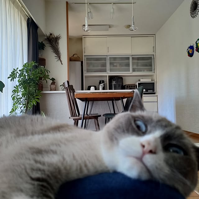 yukaringomushiさんの実例写真