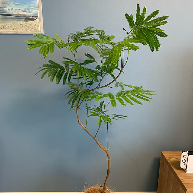 busho_no_hahaさんの部屋