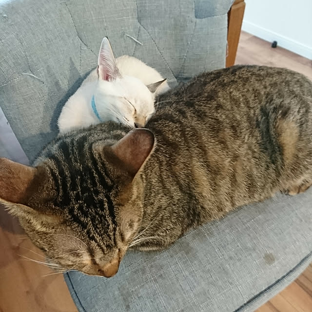 poniさんの実例写真