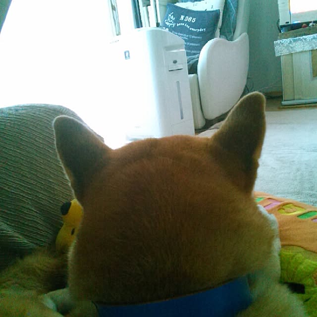 kotaさんの実例写真