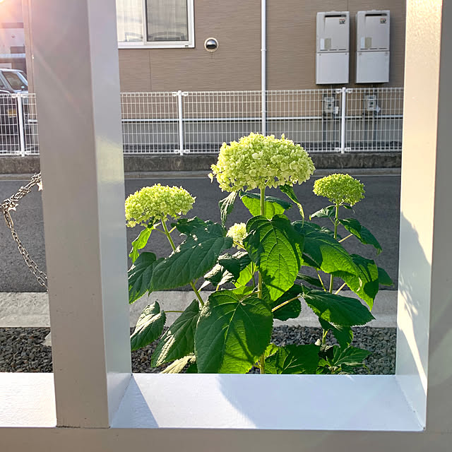 koko_hikaさんの実例写真