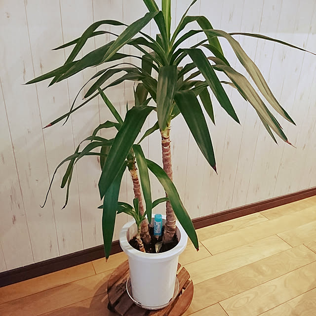 katcaさんの実例写真