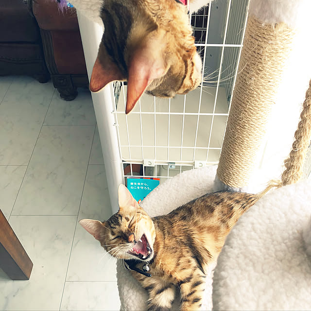 iranさんの実例写真
