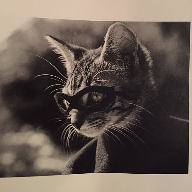 catwomanさんの実例写真