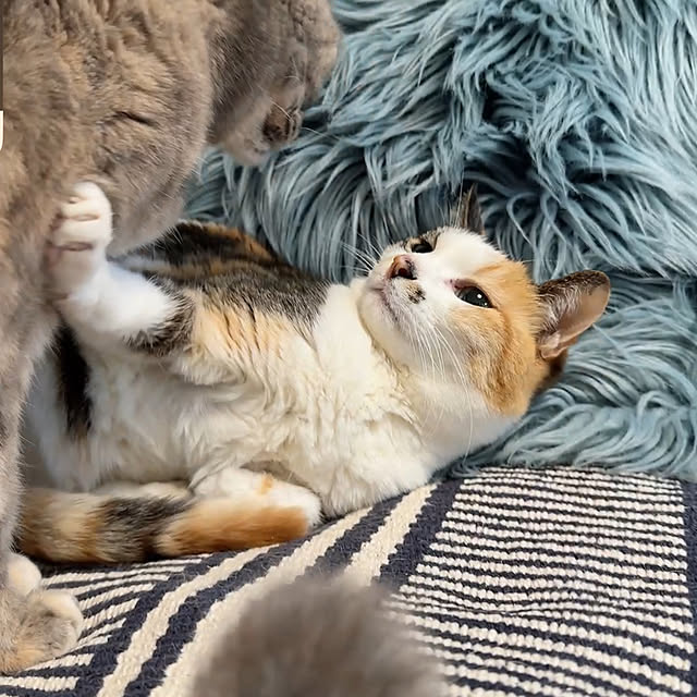 nyanko-beamさんの部屋