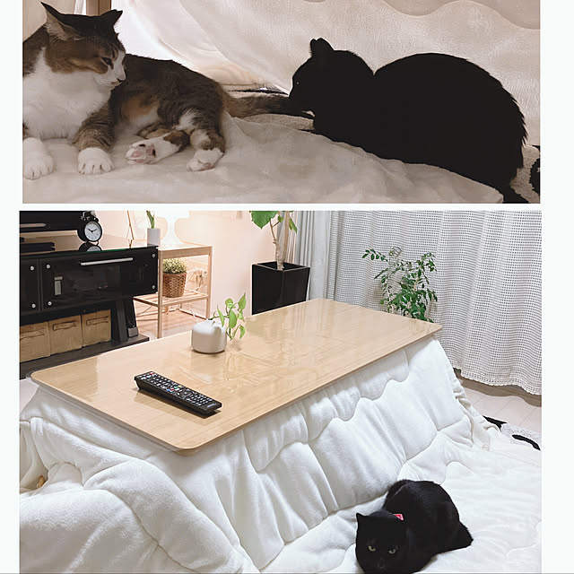 nekomiさんの実例写真