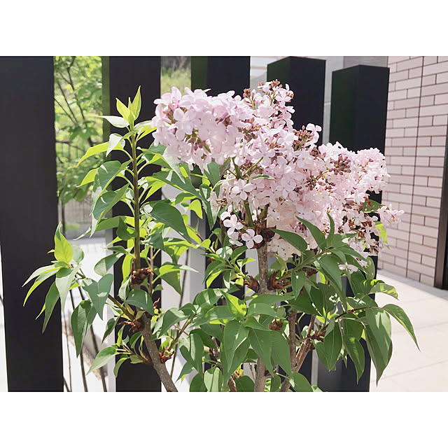 chiiさんの実例写真