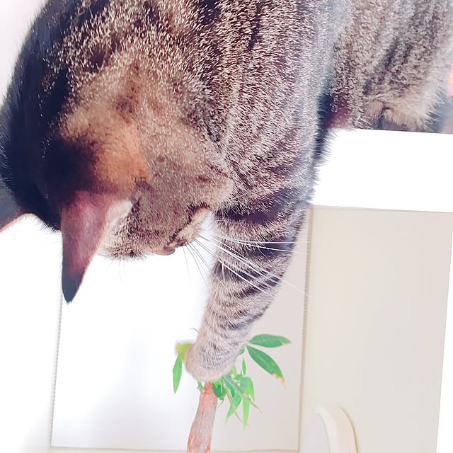 nyan.73さんの実例写真