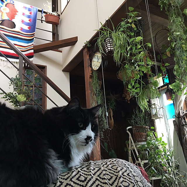 shigimiさんの実例写真