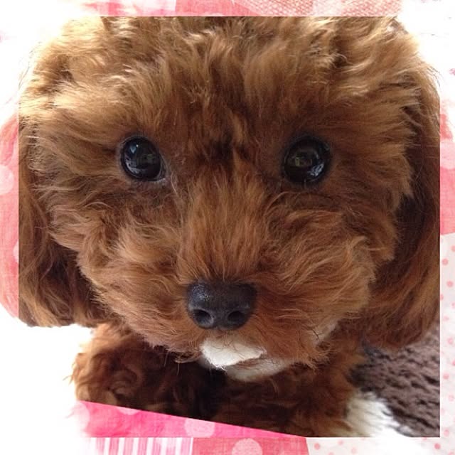 cocoさんの実例写真
