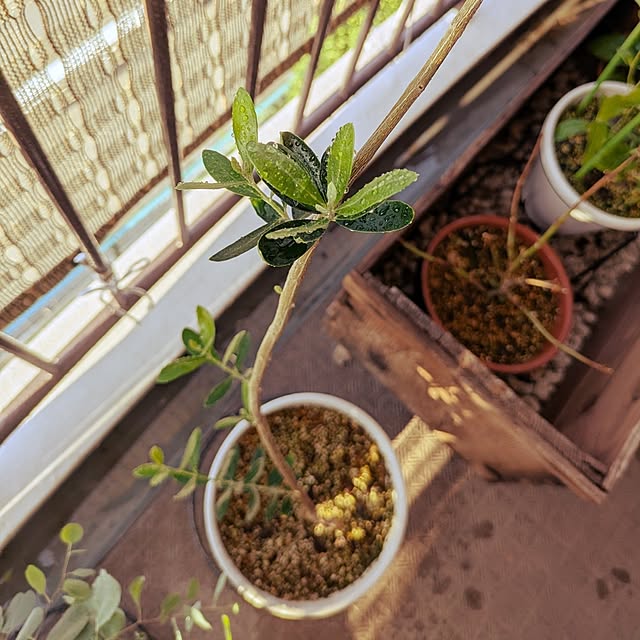 mi-saさんの部屋