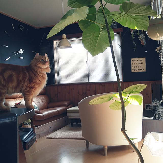 l..tomesanさんの実例写真