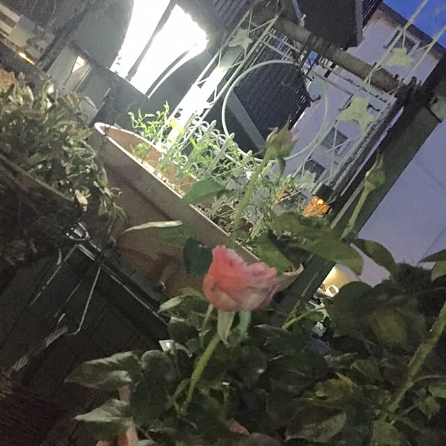 Naomiさんの実例写真