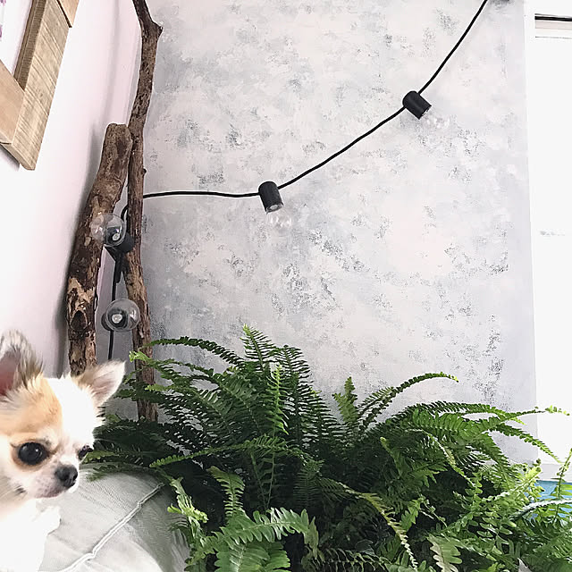 cocoさんの実例写真