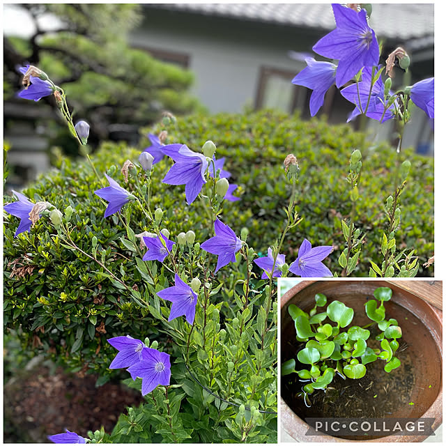buchiさんの実例写真