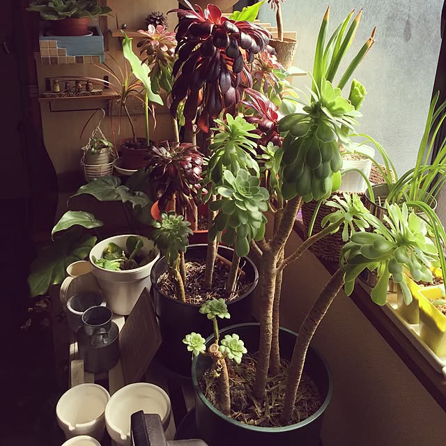 Norikoさんの実例写真