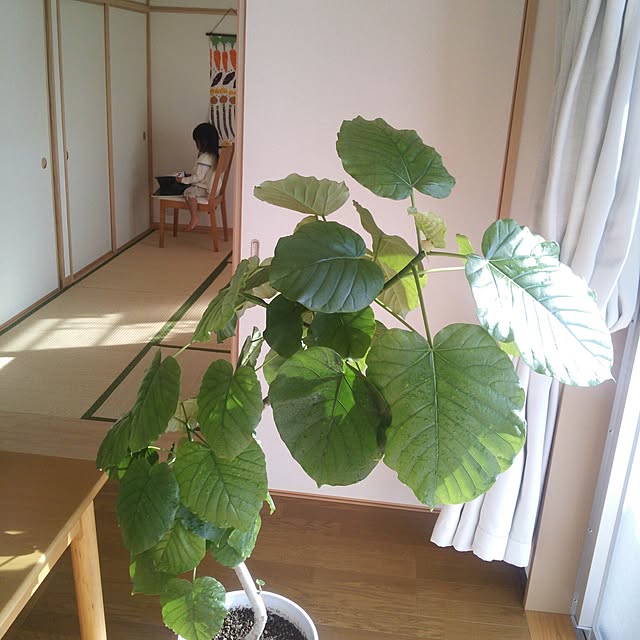 minnさんの実例写真