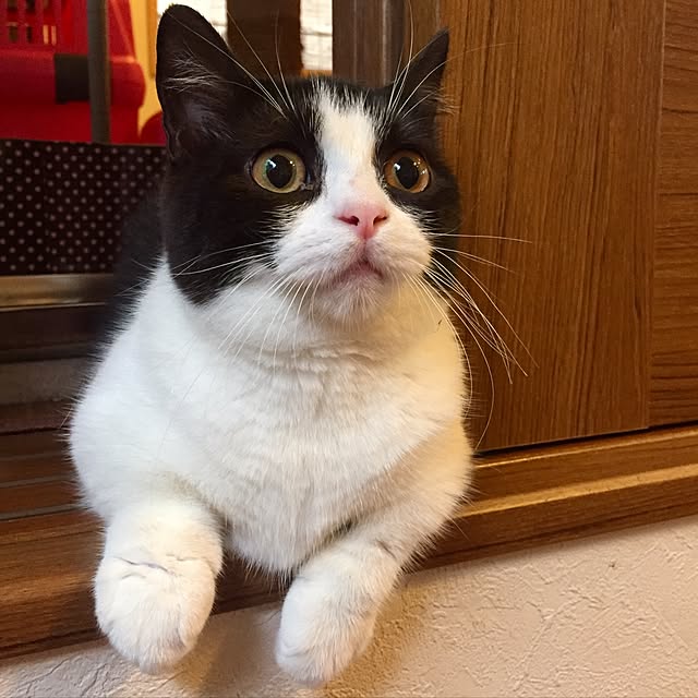 butachanさんの実例写真