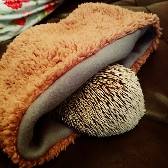 kuruさんの実例写真
