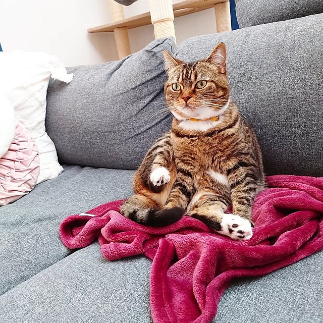 mochicoさんの実例写真