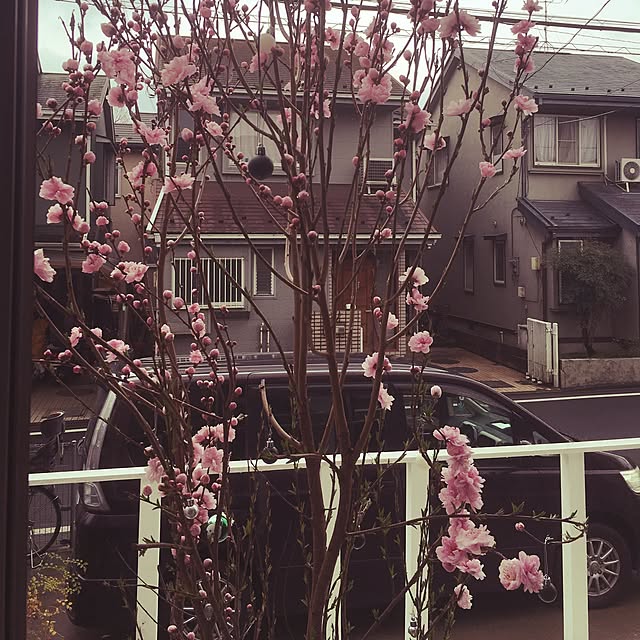 Mikaさんの実例写真