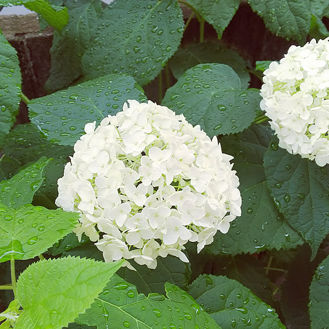 sachiko.nさんの実例写真
