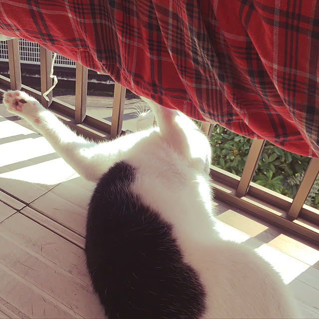 chiisoftさんの実例写真