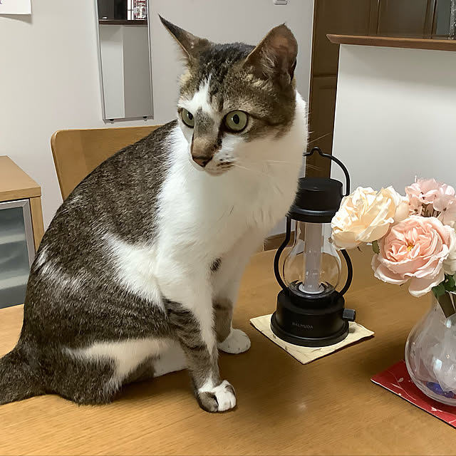 haruminさんの実例写真
