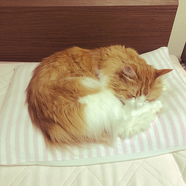 uchidaizuさんの実例写真