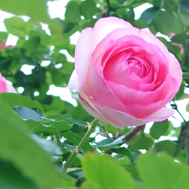 fleur-mamanさんの部屋