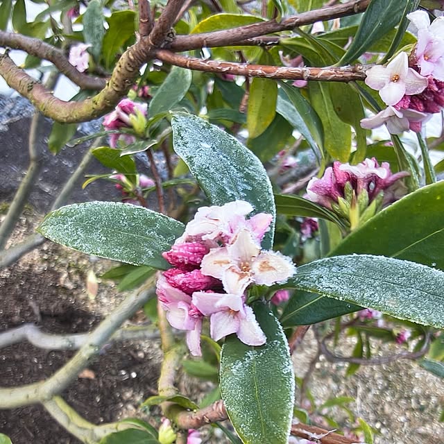 Rubiconさんの部屋