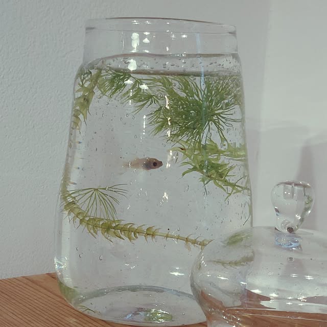 acoさんの実例写真