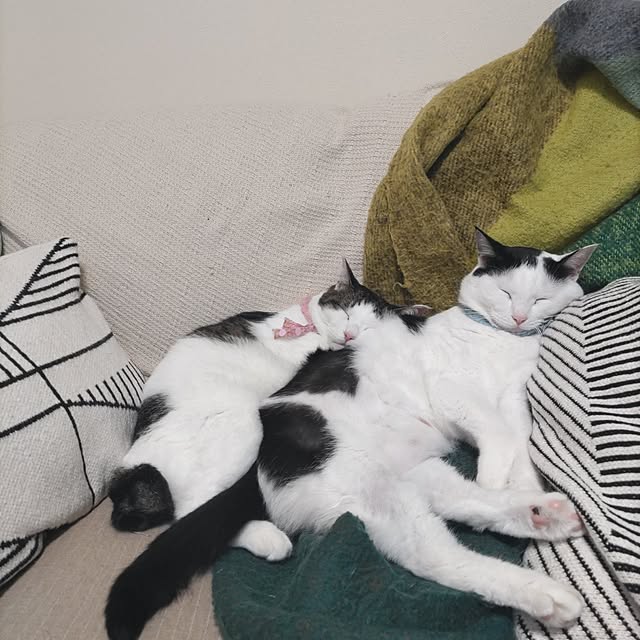 yuuさんの実例写真