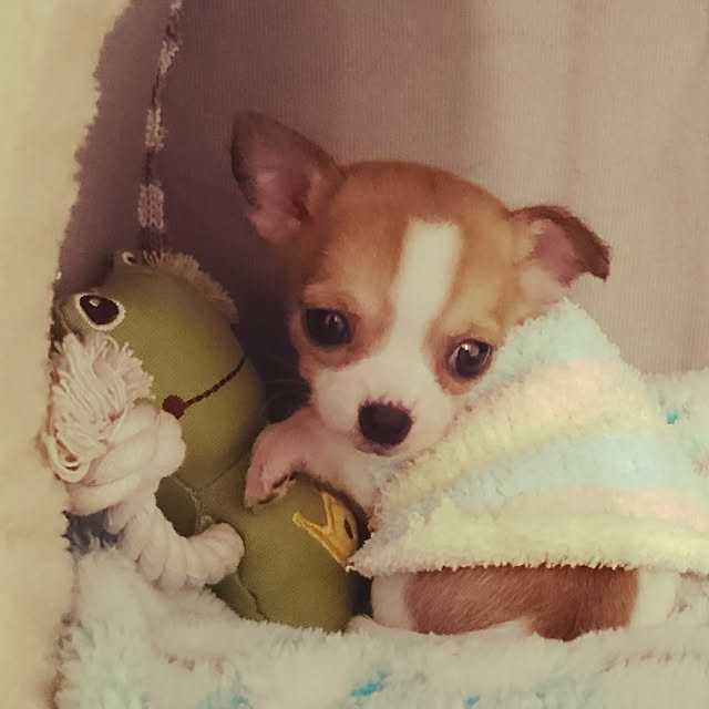 nellyさんの実例写真