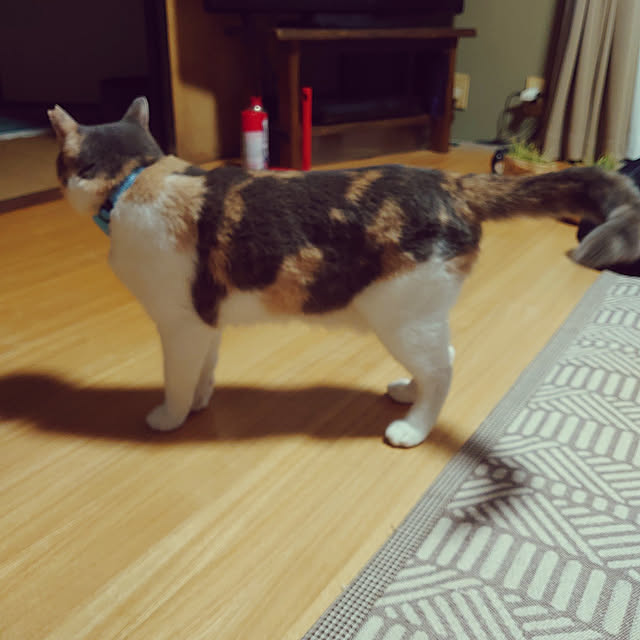 fukuさんの実例写真
