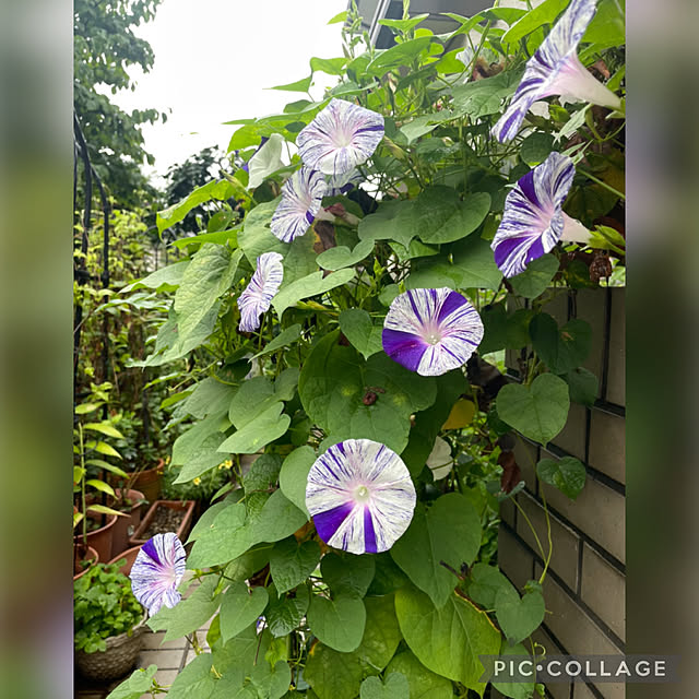 mamizaさんの実例写真