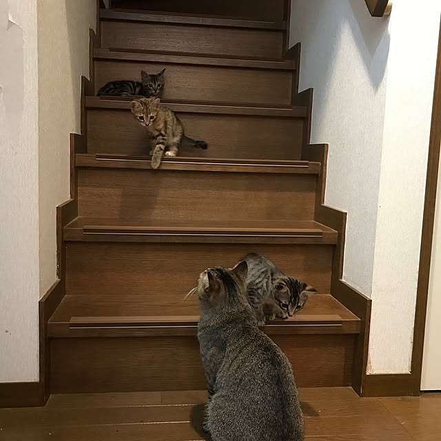 pepeさんの実例写真