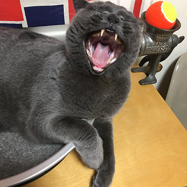 Shojiさんの実例写真