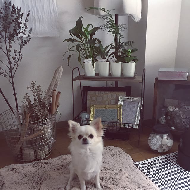 pineipopoさんの実例写真