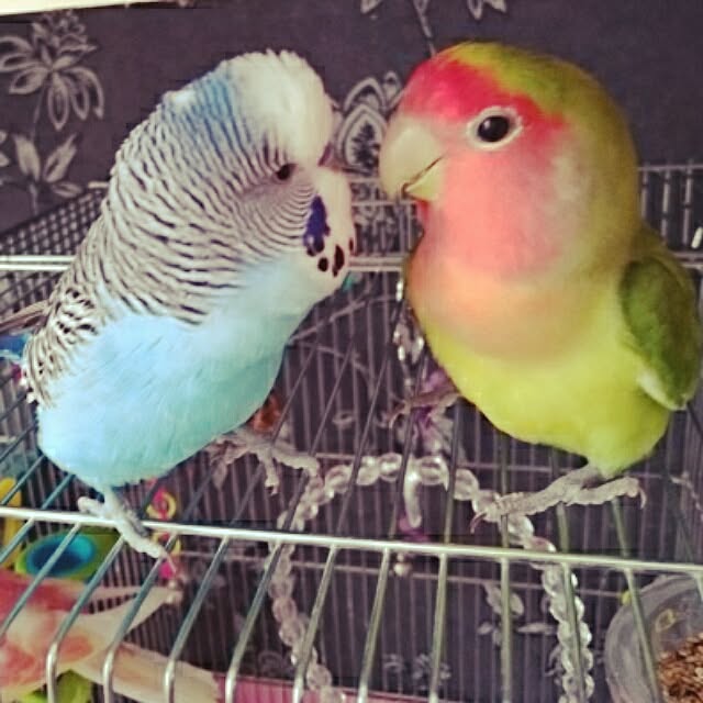 バス/トイレ/セキセイインコ/コザクラインコ/オカメインコ飼いたいなぁのインテリア実例 - 2016-03-12 21:20:04