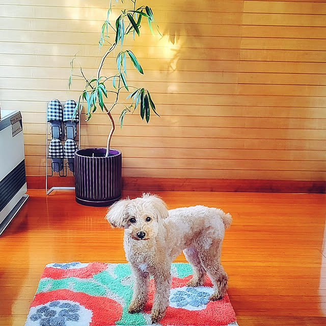 cherrycherryさんの実例写真