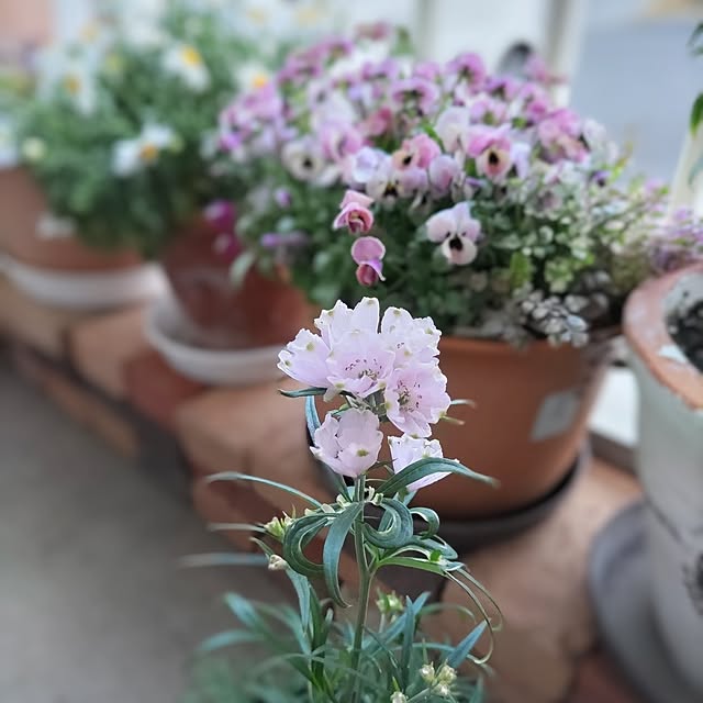 naopyiさんの実例写真
