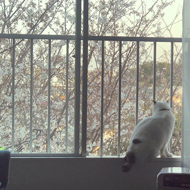 shirokuma1461さんの実例写真