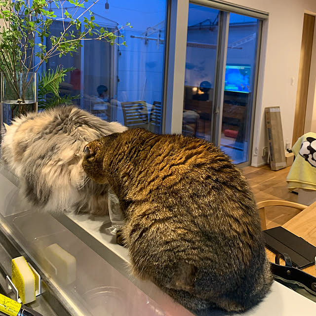marikoさんの実例写真