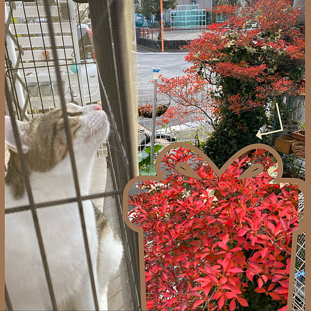 Lufuさんの実例写真
