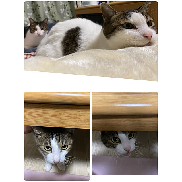 部屋全体のインテリア実例 - 2020-11-17 23:41:17