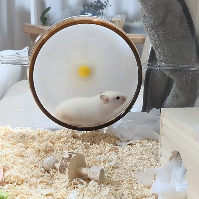 PEROさんの部屋