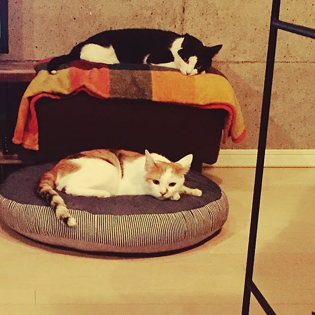 ziziguguさんの実例写真