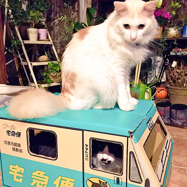 shigimiさんの実例写真