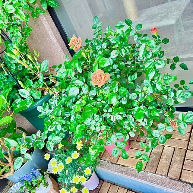 naokoさんの部屋